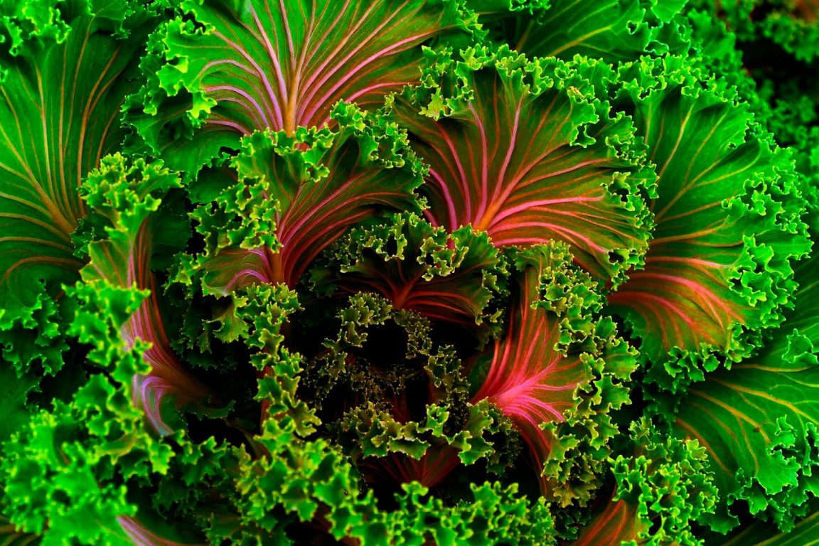 Insights veganism movement