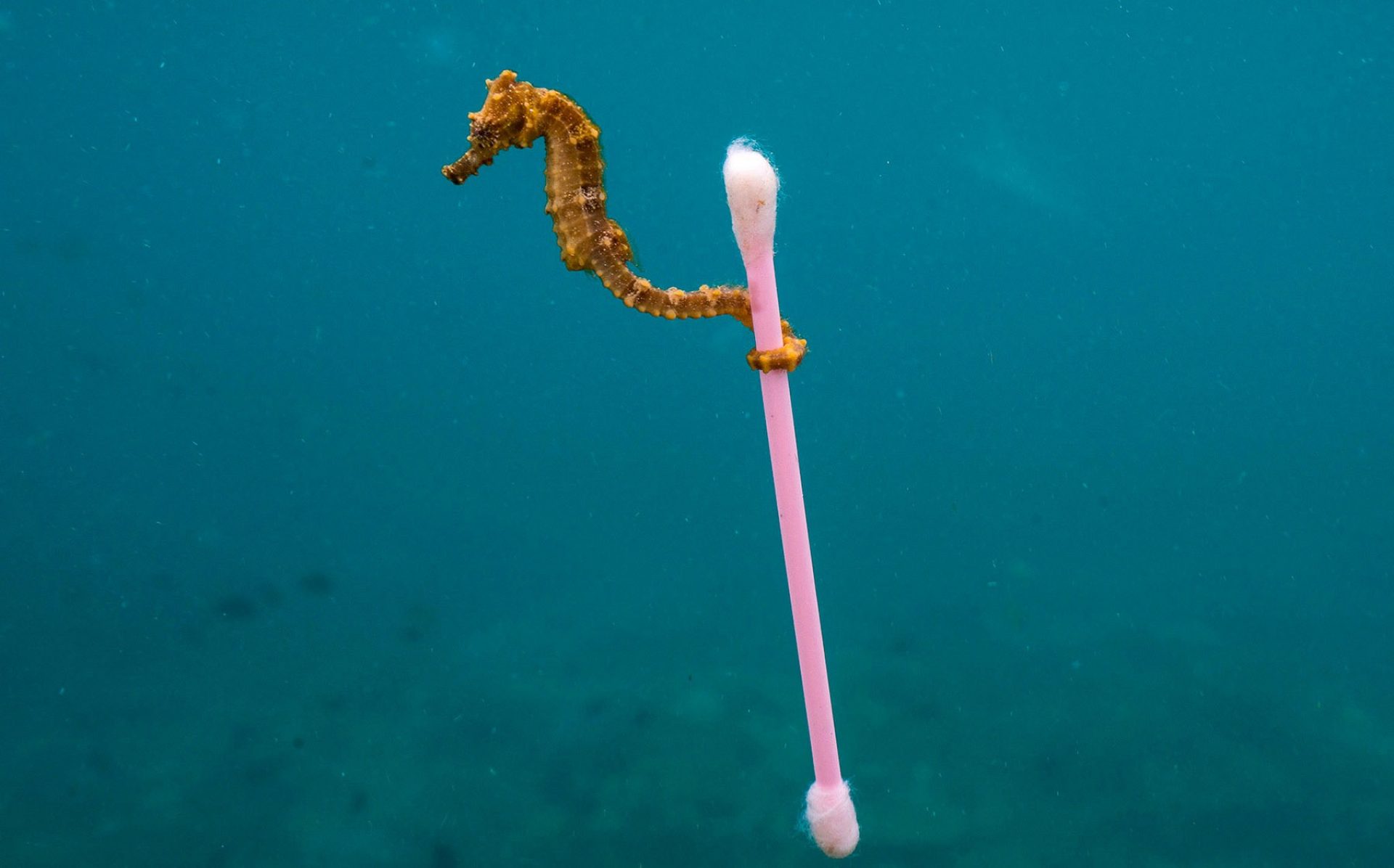 Insights blue planet plastics