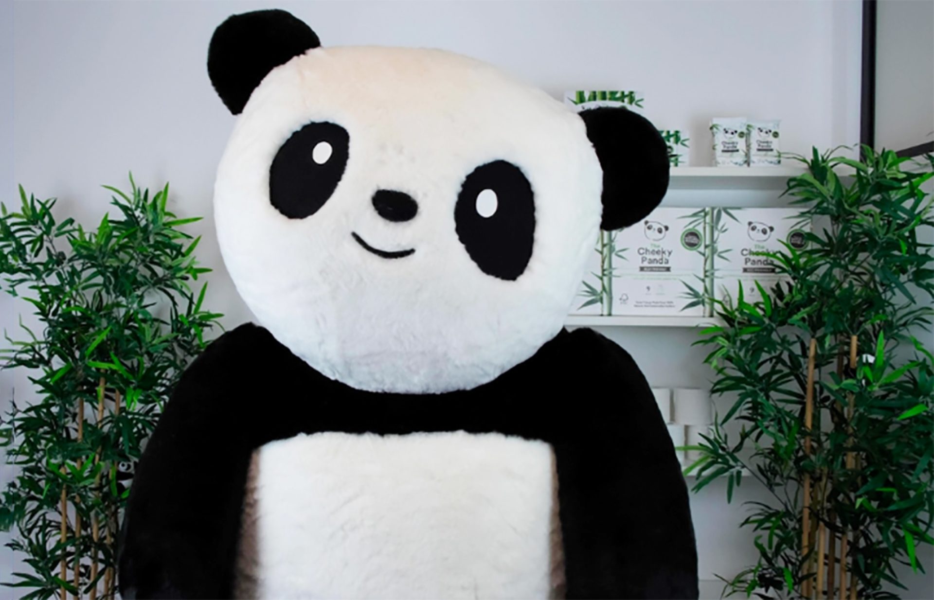 Insights the cheeky panda