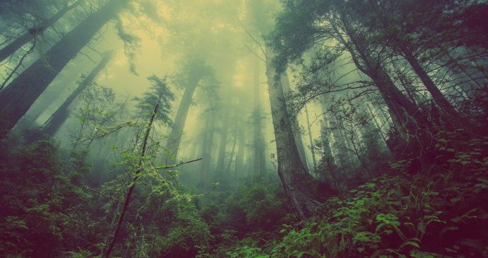 Insights eco glossary