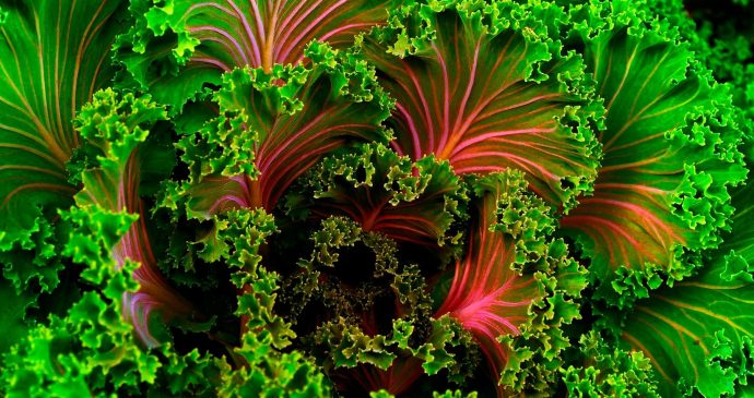 Insights veganism movement