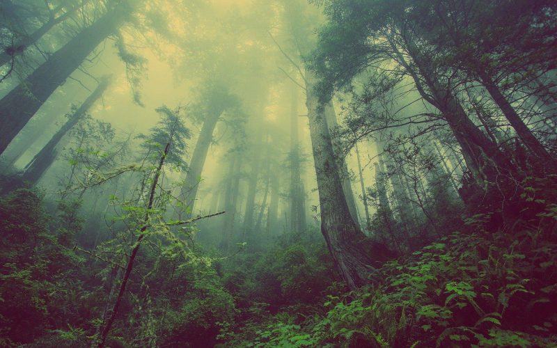 Insights eco glossary