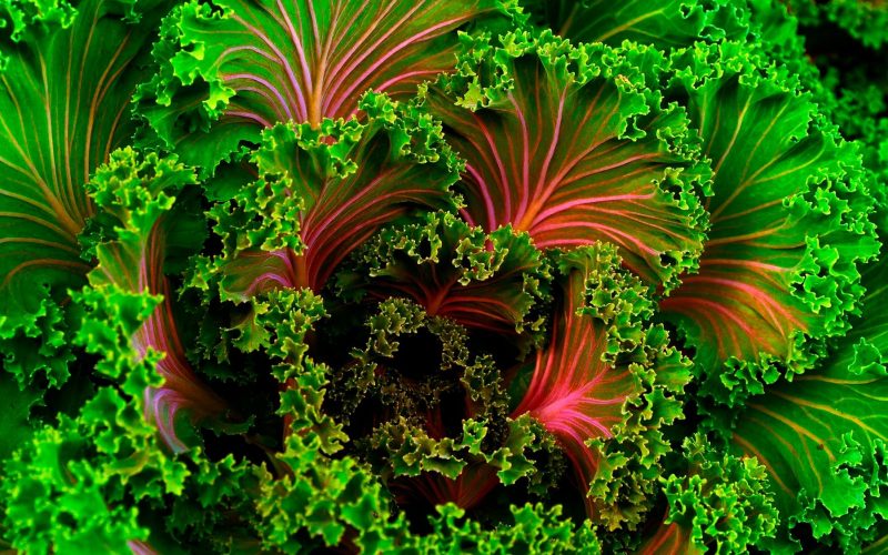 Insights veganism movement